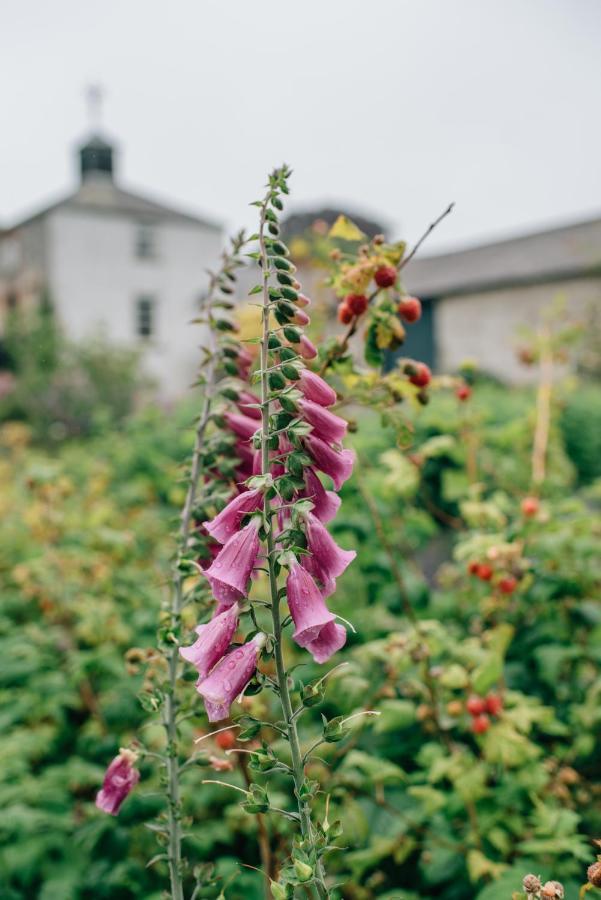 Ballydugan Country House Downpatrick Dış mekan fotoğraf